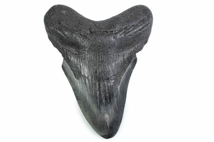 Fossil Megalodon Tooth - Georgia #338687